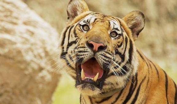 动则生气勃勃,动则运势旺盛.