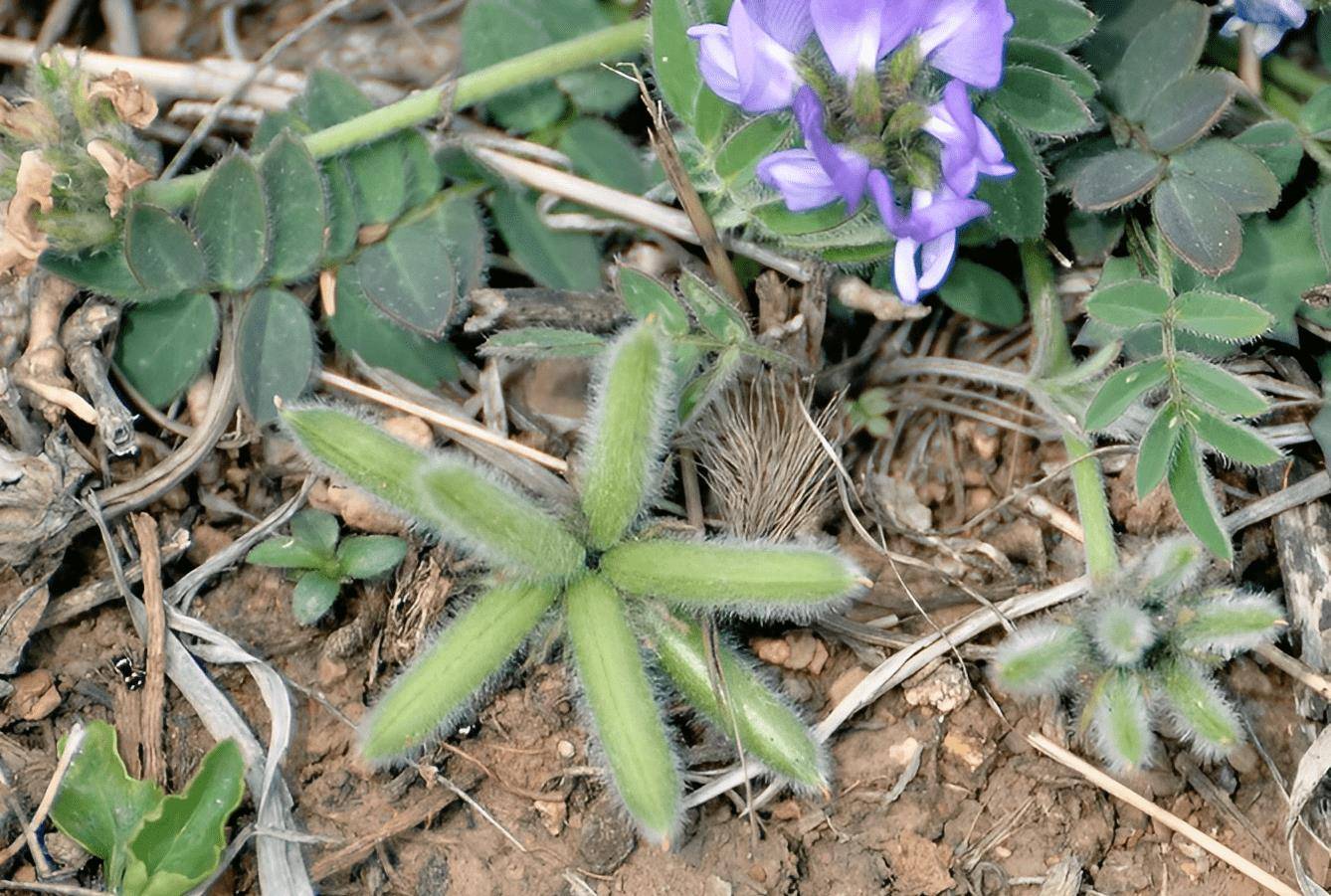 救命粮",许多花友应该也听到过一句 俗语"米布袋,面布袋,过了麦,换