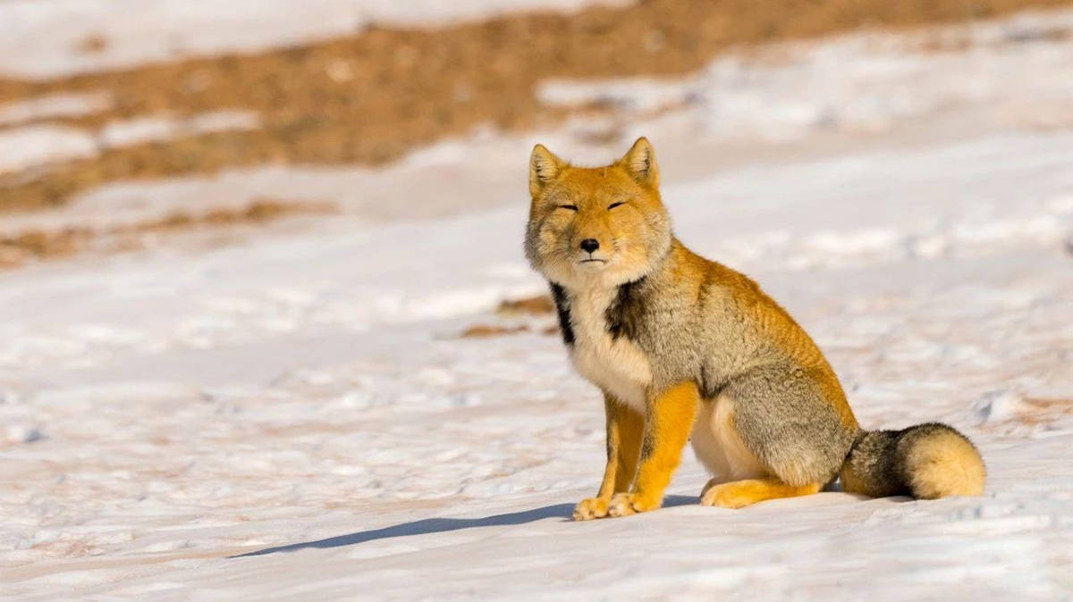 青海出现一只兔狲,遭藏狐挑衅围攻,隆起身子备战,挥爪打跑藏狐_青藏