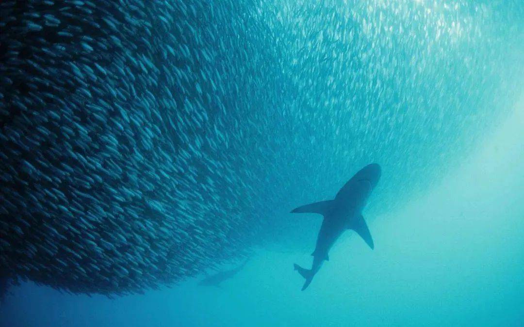 知名主持人分享亲身经历：拯救血氧，千万别错过角鲨烯？