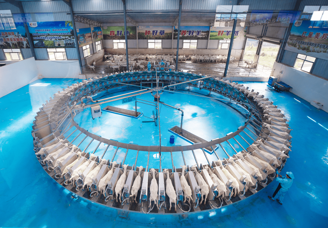 红星美羚奶山羊良种繁育园区转盘式挤奶器.