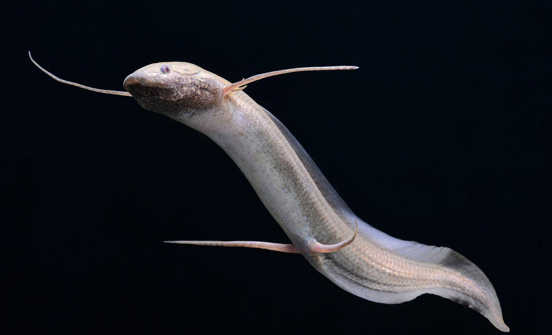 吃自己能生活4年的肺鱼,还是没逃过非洲人_生物_结构_进化