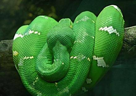 蛇界中的"大哥大",蚺和蟒如何区分?_翡翠_世界_形态