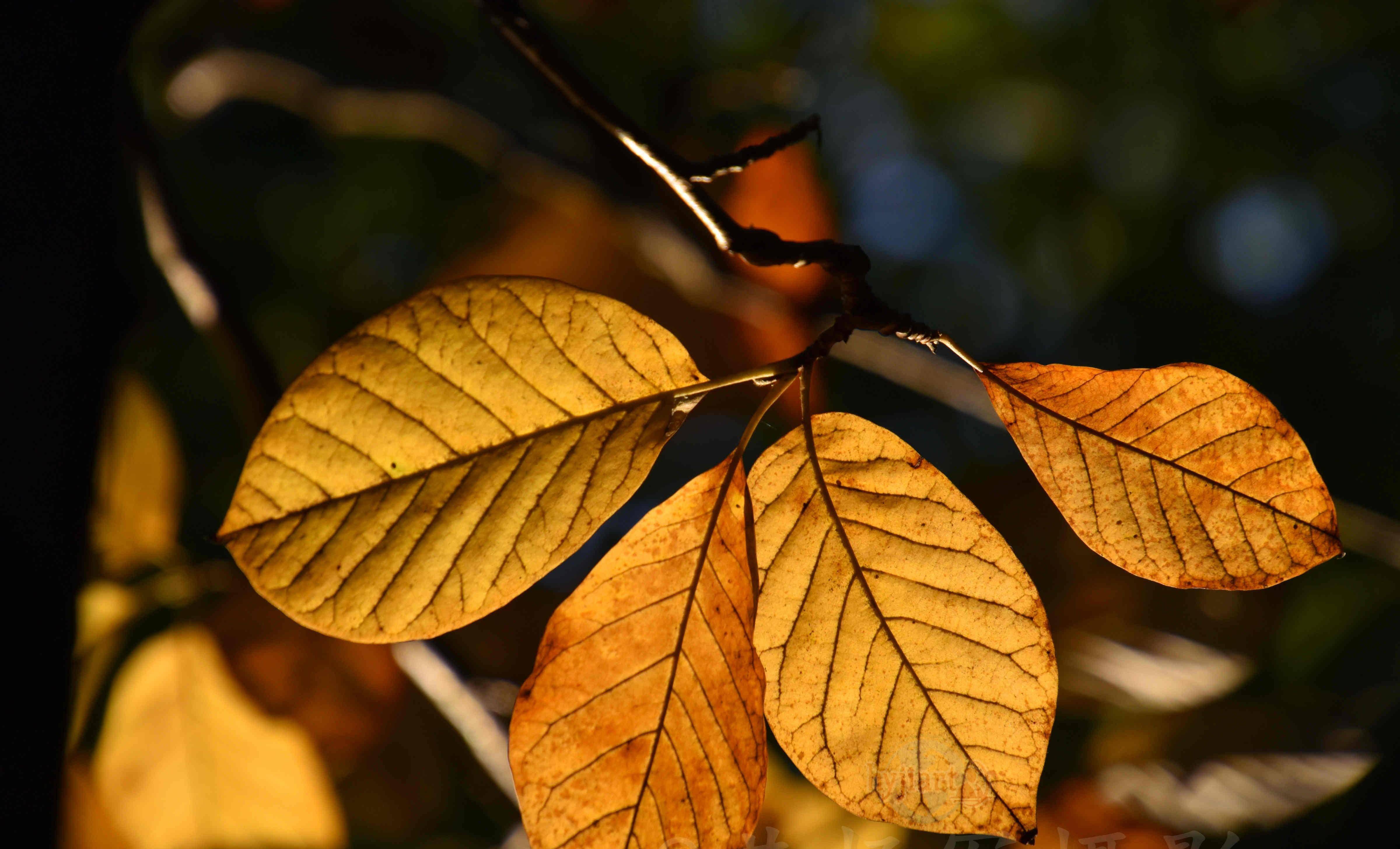 玉兰树叶斑斓多彩的迷人之美,迎着阳光的叶子通透美丽,叶美如花_生活