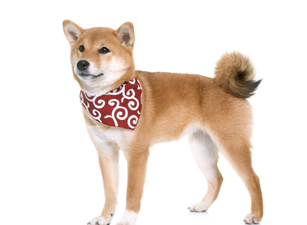 赛级柴犬和普通柴犬有什么区别?区别那可大了去了_比赛_血统_咨询