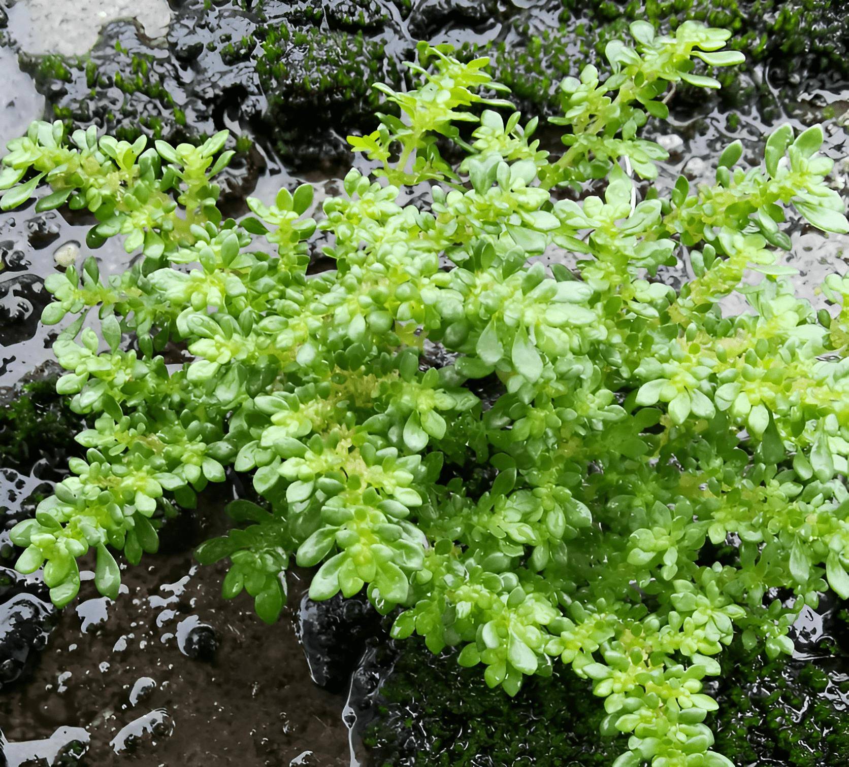 有1种透明草,十分细小,在村里村外生长,懂货的人会采挖,珍贵_小叶