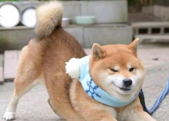 狗狗摇尾巴代表的是什么意思?_时候_主人_开心