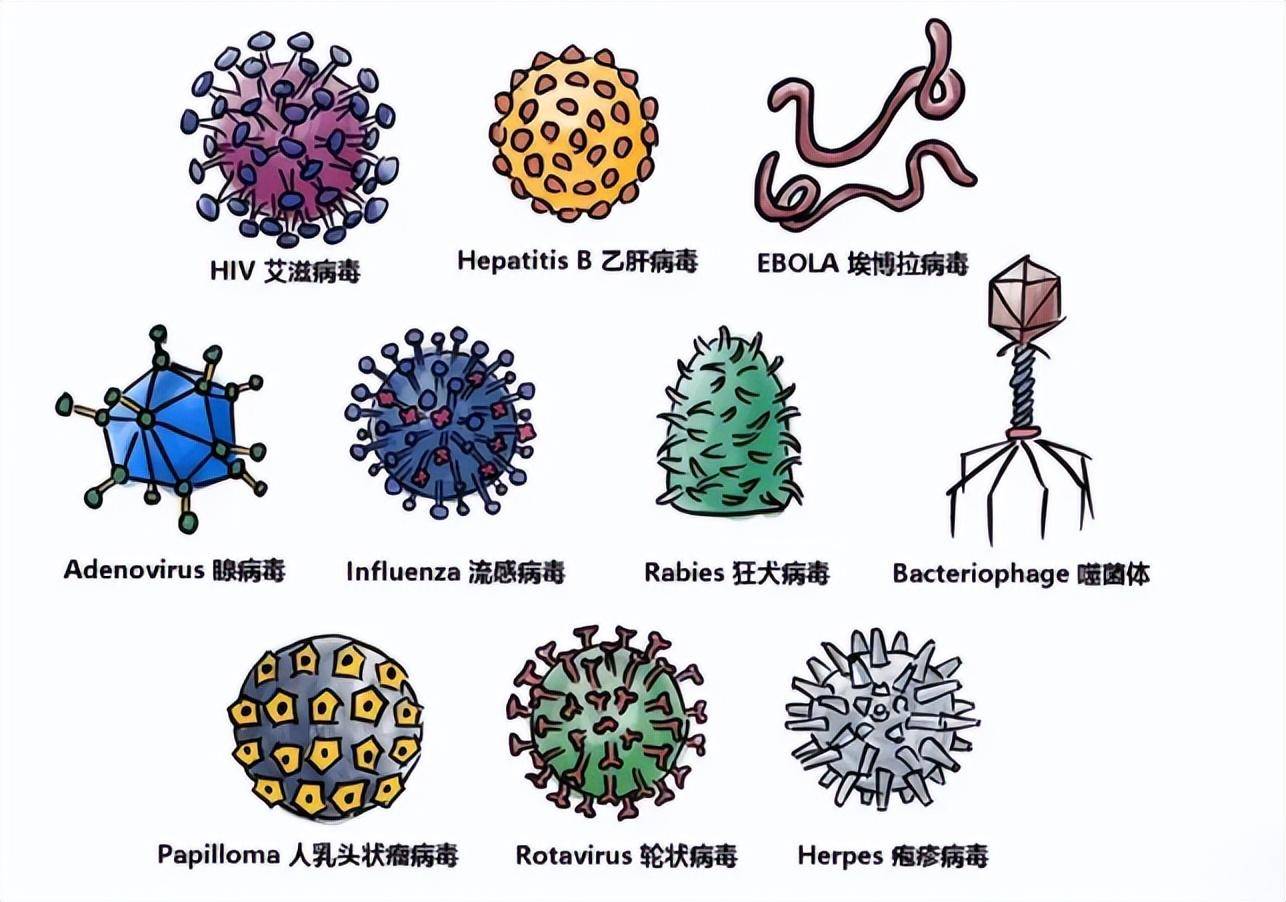 最近让大家发烧难受的新冠病毒,是如何进入我们身体细胞里的?
