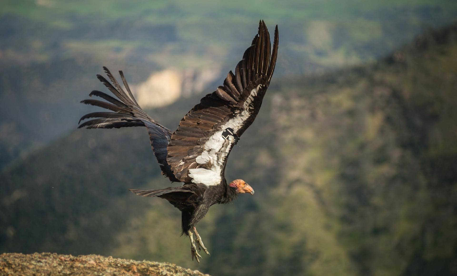 世界上最丑的鸟也玩3p,加州秃鹰的奇葩交配组合