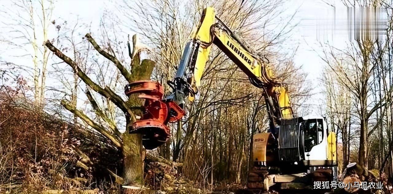 3秒砍1棵树老外砍树不用斧头,1台机器放倒一片森林,伐木如割草