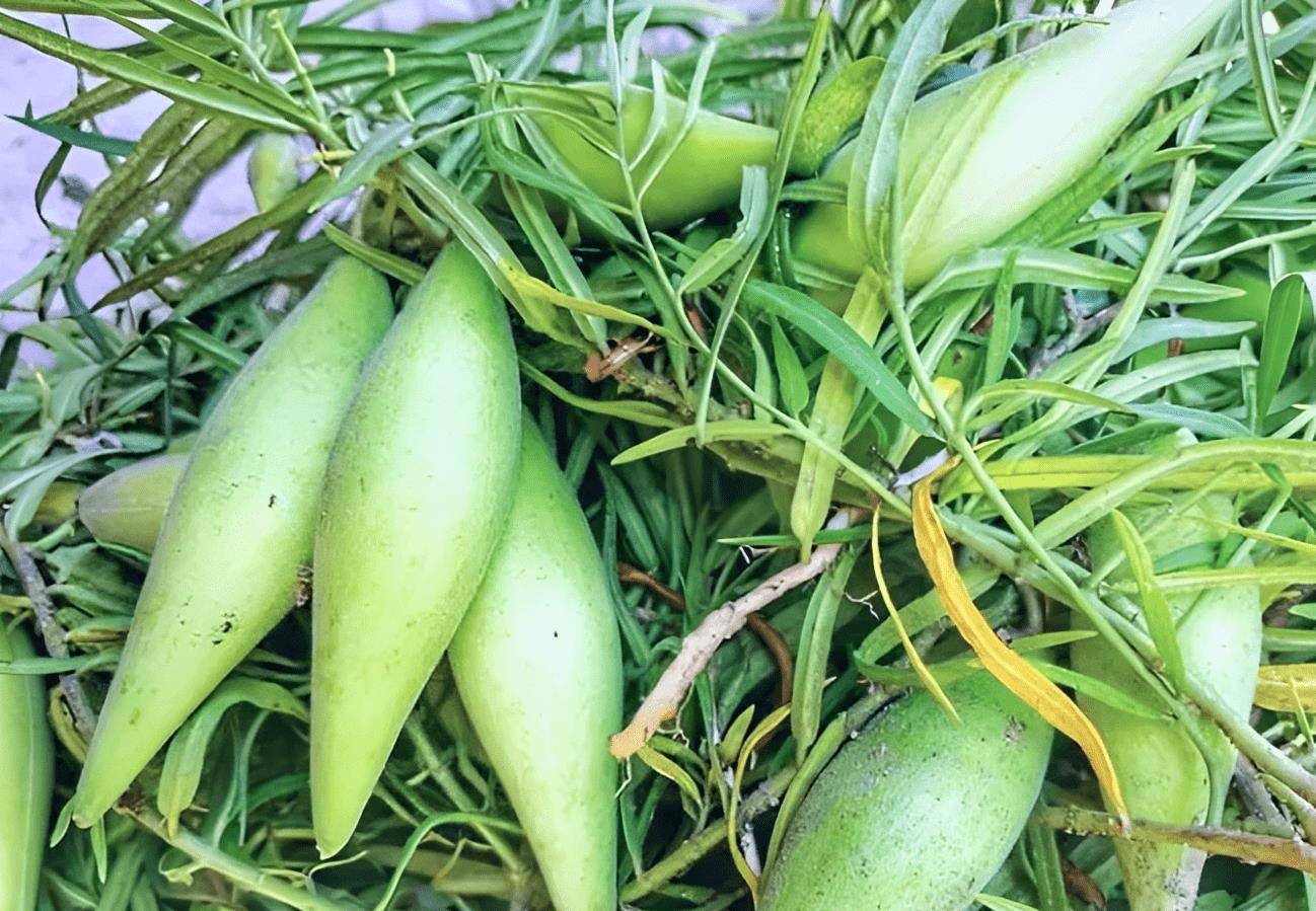 农村有1种"羊奶瓜",落在地面生长,儿时常采摘,如今一样珍贵_果子_花友