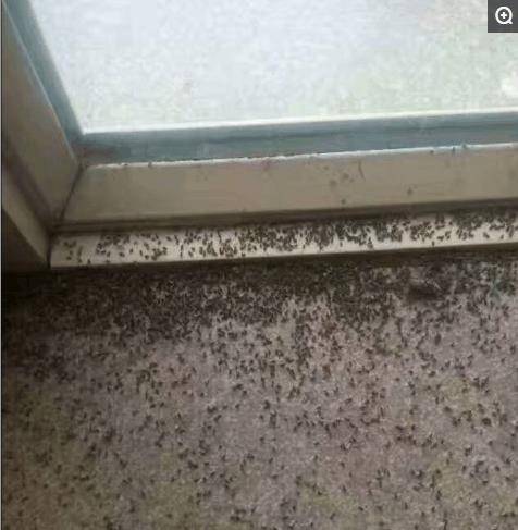 蚊子叮完起鸡皮疙瘩(蚊子叮完起鸡皮疙瘩怎么回事) 蚊子叮完起鸡皮疙瘩(蚊子叮完起鸡皮疙瘩怎么回事)