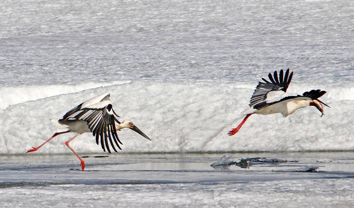 东方白鹳在冰河里捉了条大鱼,可惜最后没吃着_水域_苍鹭_时候