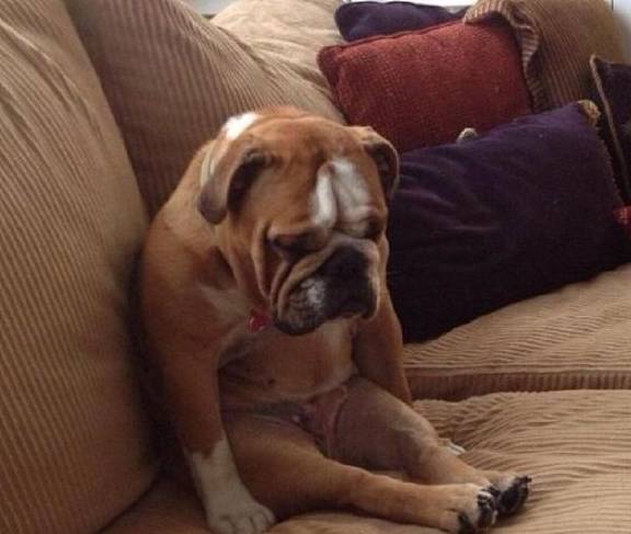 方面_动物_现实