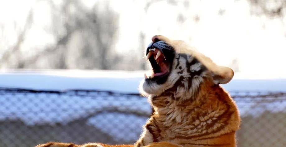 85年,吉林樵夫救受伤老虎,15年后却向虎王告别,猛虎悲伤仰天长啸_柳