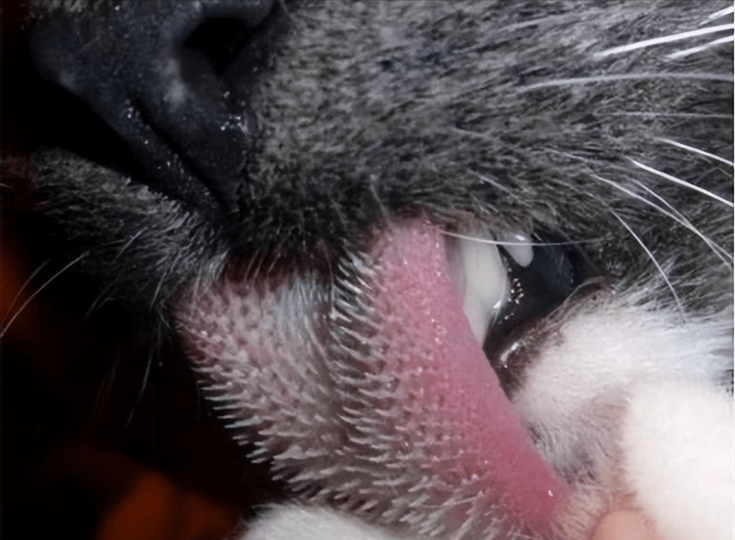黑瞎子动物舌头图片
