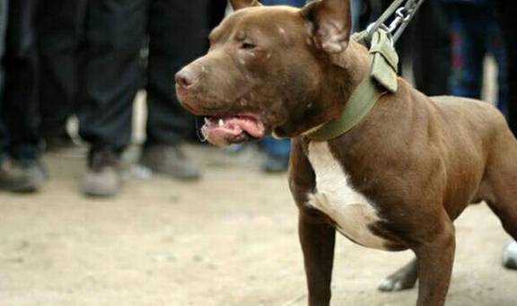 藏獒_狗狗_人们