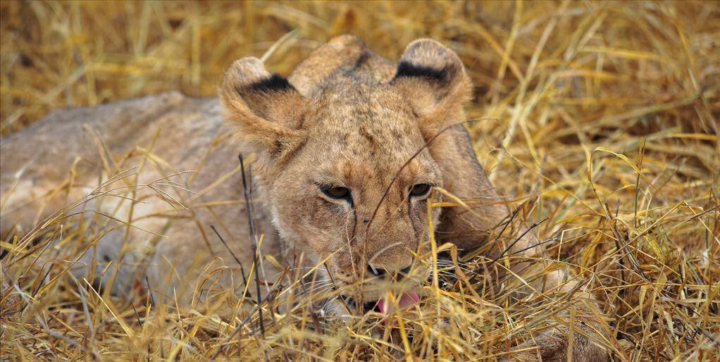 社会观察·值得注意和警惕的"返祖现象"_人类_牙齿_什么
