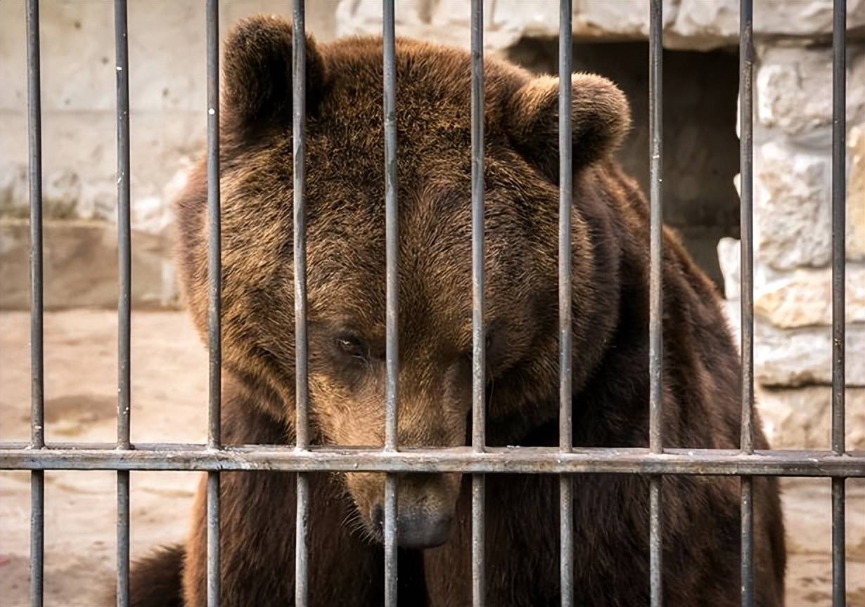 動物飼養員喂熊被咬傷致死,官方聲明稱他未遵守嚴格的安全規定_地區