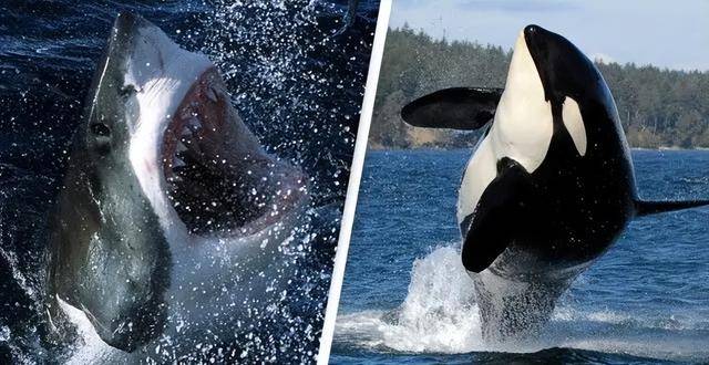 大王乌贼:抹香鲸主要的猎物,也是致命食物!_体型_动物_鱿鱼