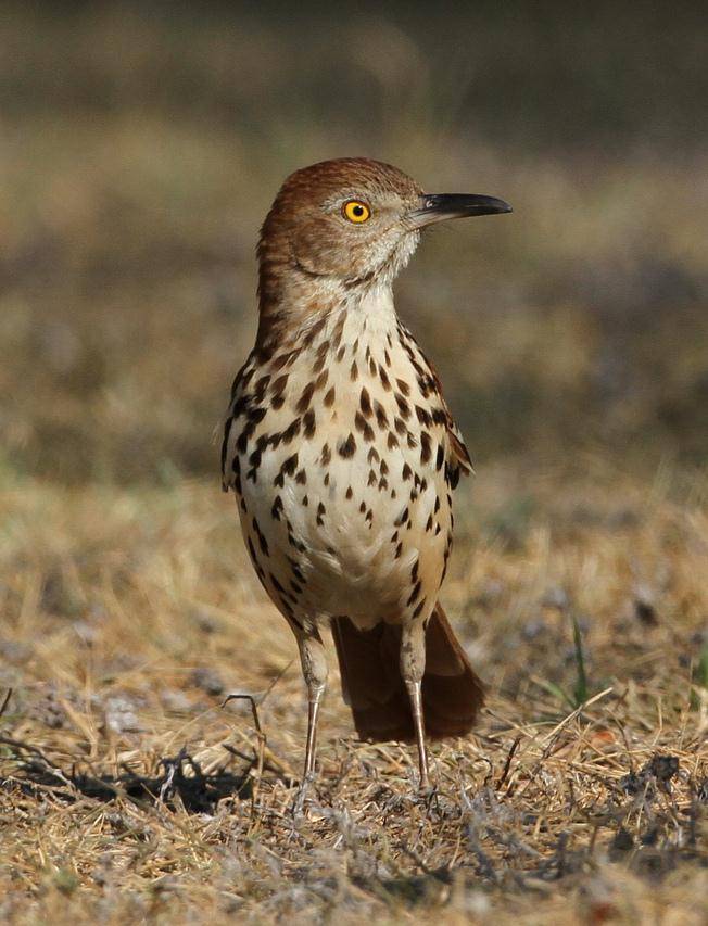 除了歌曲的质量,雌鸟可能还会根据会唱的曲目多少来选择雄.