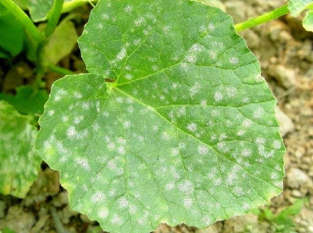 蔬菜白粉病如何防治