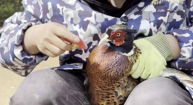 给山鸡"戴眼镜"的90后开启"雉"富路_杨旭_团队_销售