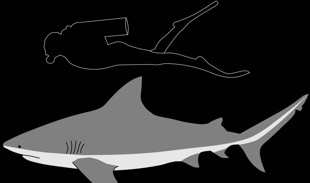 可以生活在淡水的鲨鱼,多次主动袭击人类,却让大白鲨背锅_河口_公牛