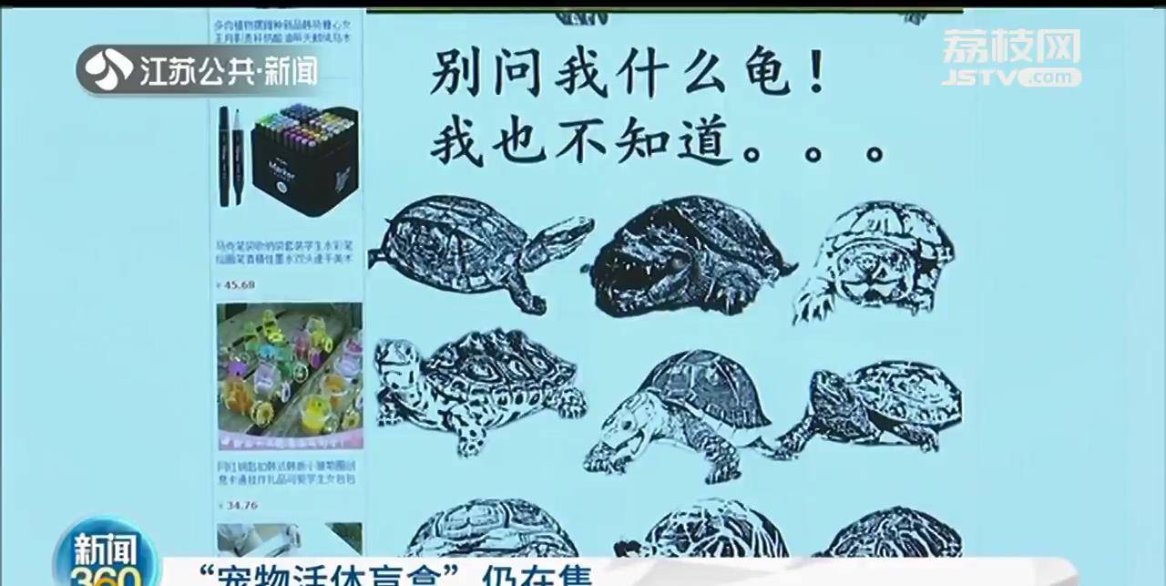 侵略物种巴西龟装进"宠物活体盲盒",这种"带血的生意"该管管了_动物