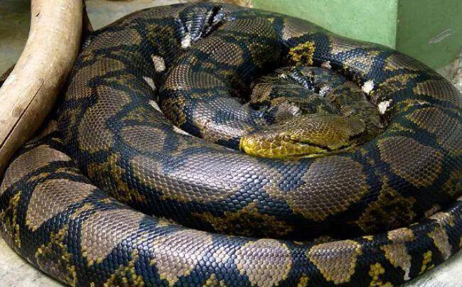 世界之最:世界上体型最大的蛇类