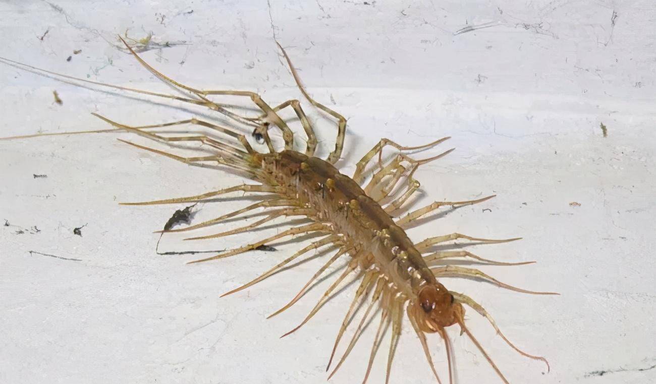 八零九零年代农村土坯房里面的小伙伴们_蚰蜒_蜘蛛_蜈蚣