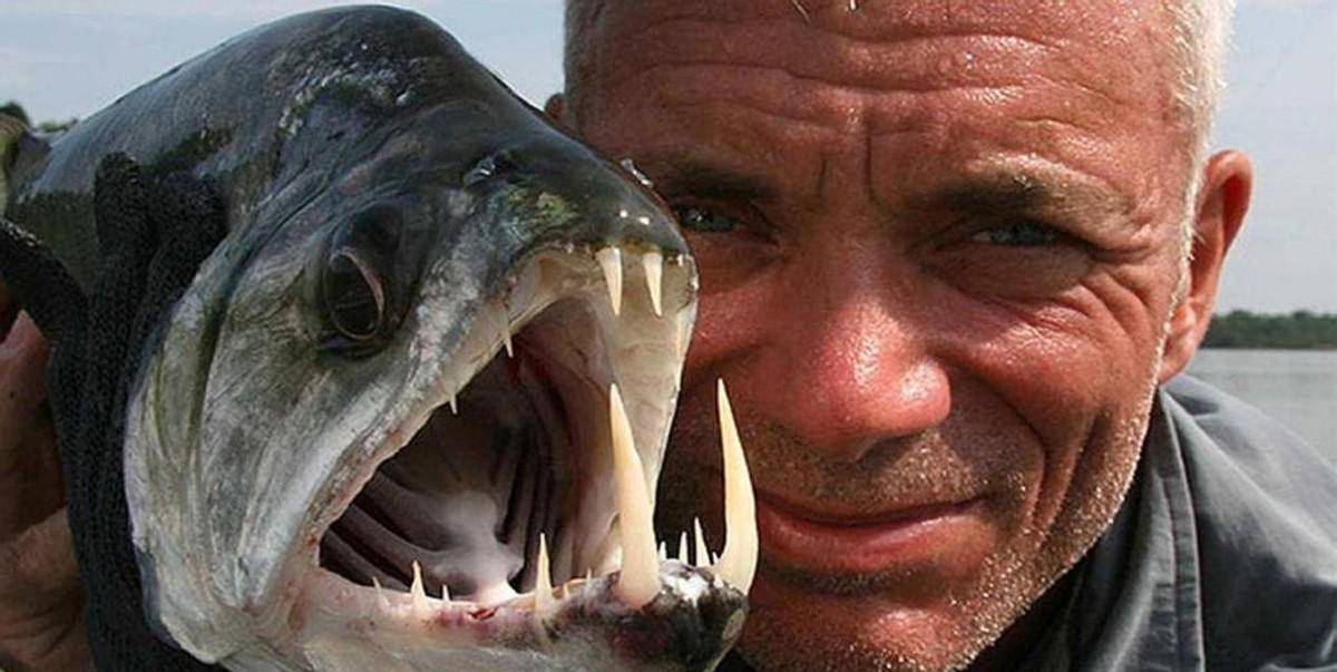 水中傻狍子巨骨舌鱼:存在了上亿年,因好奇心太强濒临灭绝