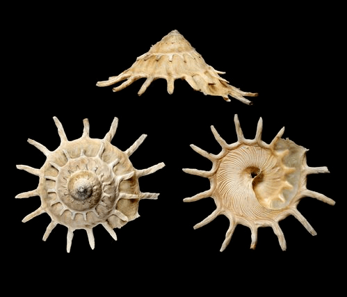 寻宝深圳市海之洋贝壳博物馆 │ 初识太阳衣笠螺_学名_管状_图谱