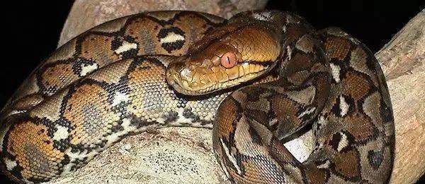 网纹蟒:彪悍的"世界第一长蛇",无肉不欢,连人都能一口吞掉_体型_猎物