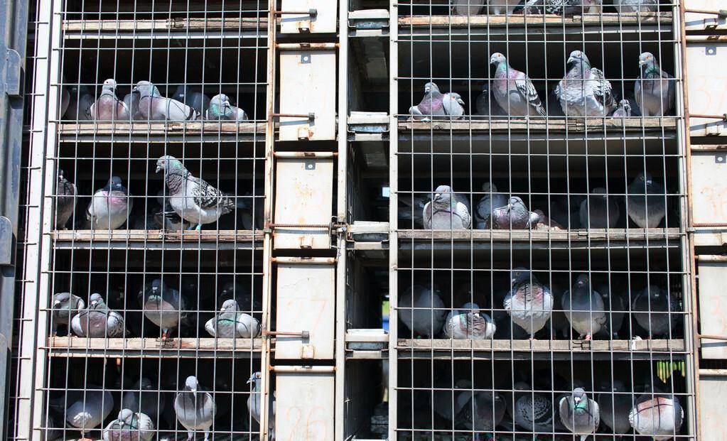 终于知道养鸽老手为什么要用带门的信鸽繁殖巢了_鸽子_经验_笔者