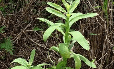 路边常见的六棱菊,农村人称为臭灵丹草,家乡遇见请重视