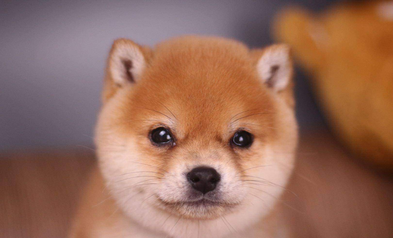 柴犬幼犬大概多少钱一只？柴犬价格深度剖析_搜狐网