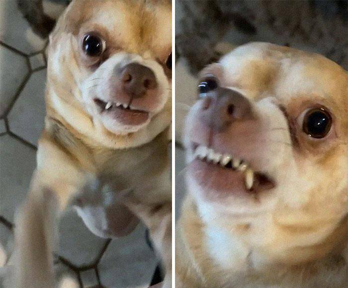 一直长得奇丑无比的"吉娃娃",却让上百人抢着领养_宠物_普兰瑟_斯蒂