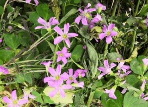 农村的"水晶萝卜",用来炖肉或是泡酒,城里一斤15元,能入药_植物_野草