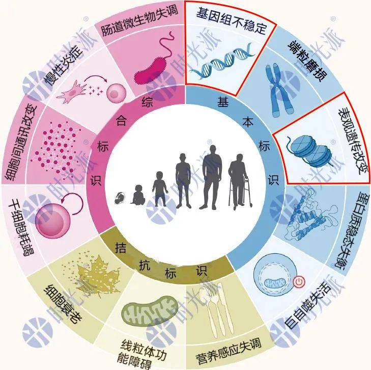 逆转衰老57%，“抗衰教父”辛克莱开年重磅：表观遗传驱动衰老_影响_损伤_系统