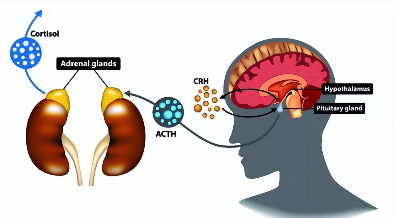 垂体-肾上腺轴调控出现了障碍,导致肾上腺分泌过量的糖皮质激素导致的