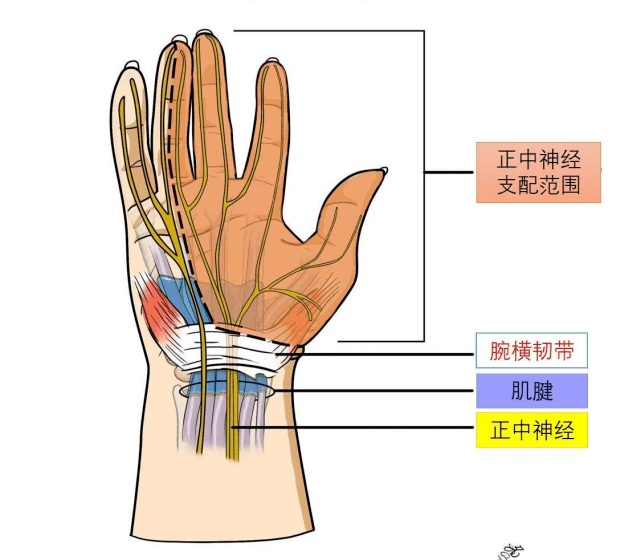 正中神经损伤后尽早进行康复训练