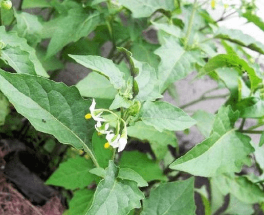 白花菜种子（白花菜子种植） 第2张