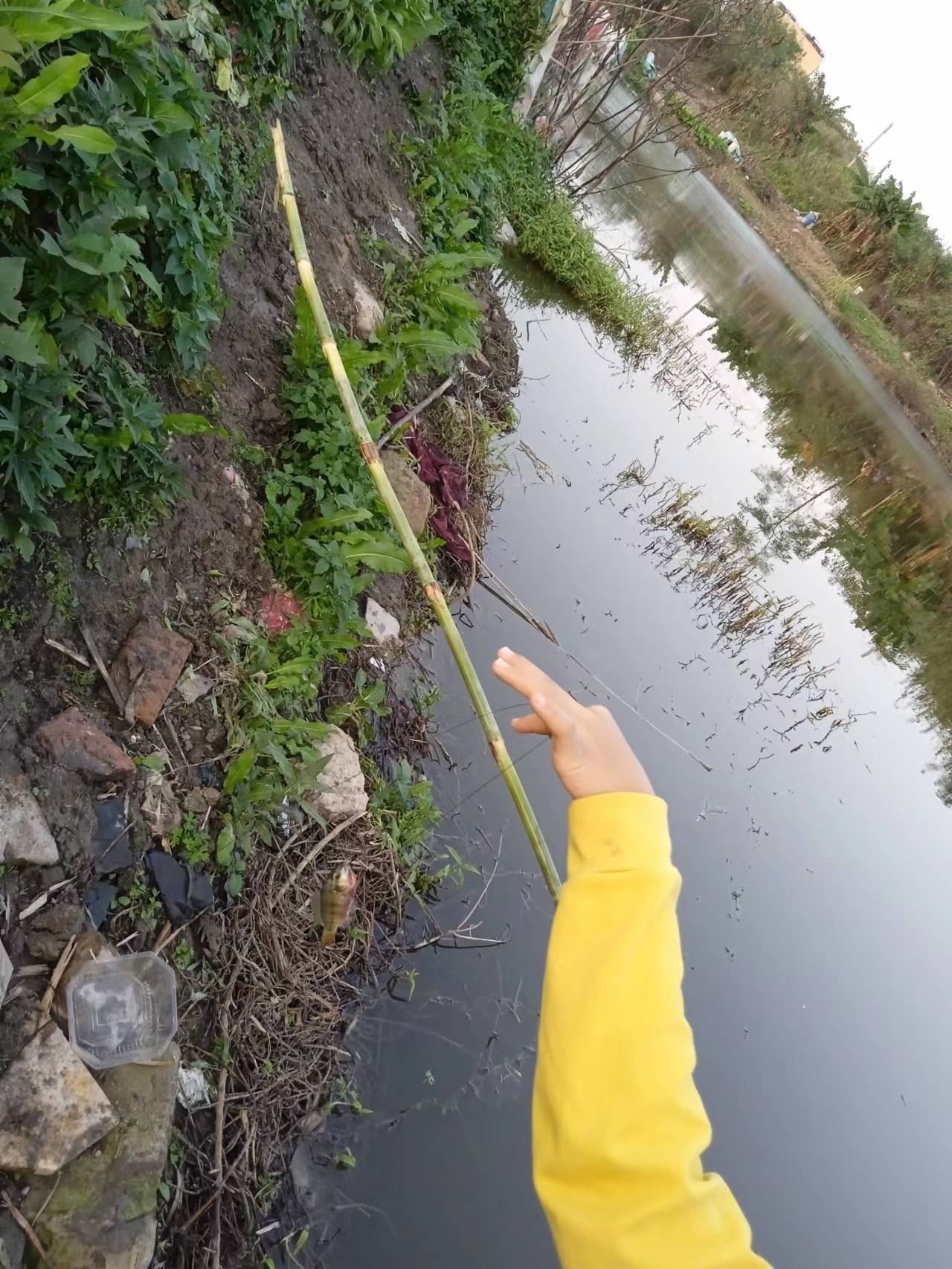 女孩用茅草杆无漂无坠钓鱼,竟钓了2条鱼,她的奶奶送我两棵芥菜_池塘