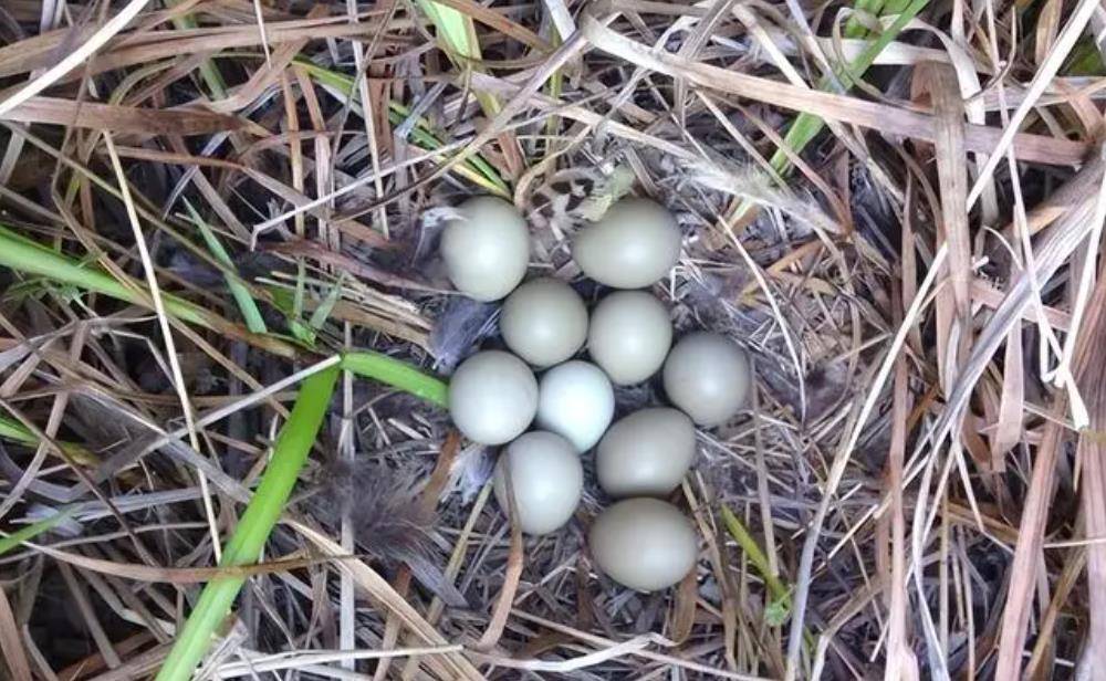 小伙养野鸡引来牢狱之灾!网友不乐意了,为小伙鸣不平,为什么?