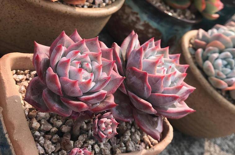 养多肉粉蓝鸟,教你几个小妙招,不穿裙子不徒长,叶片肥美惹人爱