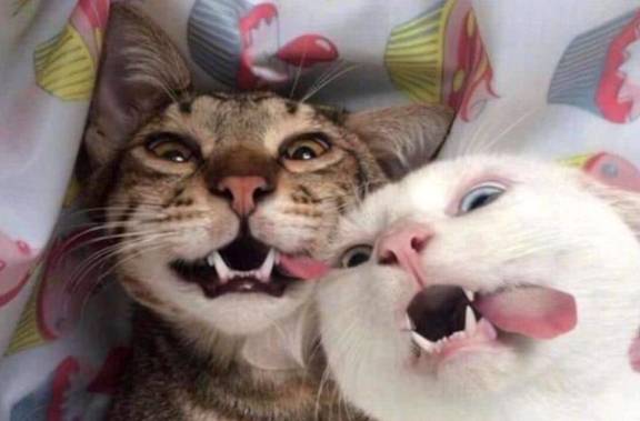 给猫咪割了"蛋蛋",没想到变化这么大!_训练_主人_时候