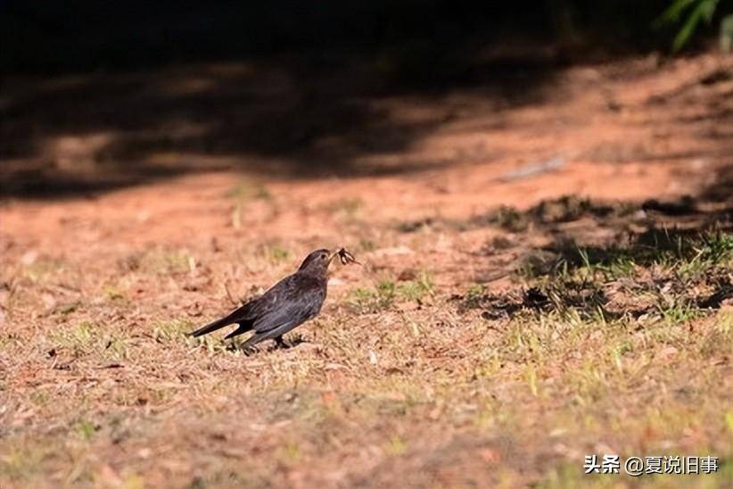 抓鸟养鸟(2):山燕子(乌鸫)_蚱蜢_鸟儿_翅膀