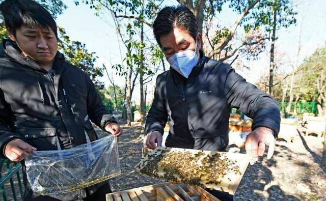 寒冬勤奋做忙酿枇杷蜜