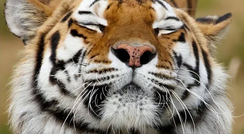 东北饲养员把老虎当孩子,2年后经理将其辞退,老虎发泄吃掉幼崽_王旭